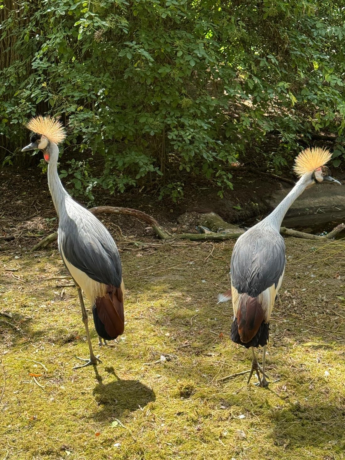 Two crowned cranes in a leafy enclosure