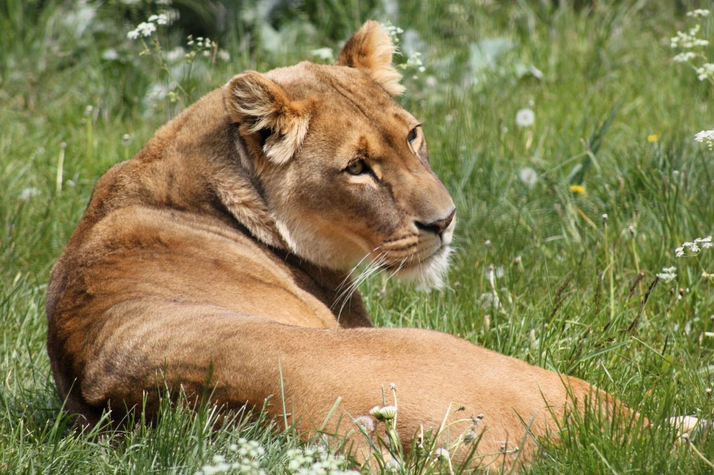 Lioness resting in a wildflower meadow