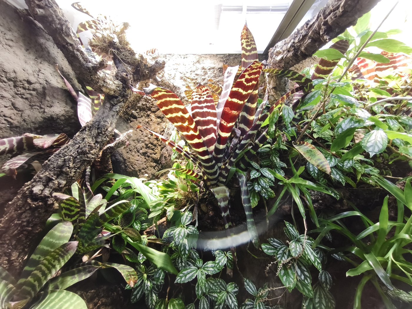 Lush tropical planting with bromeliads in a glasshouse