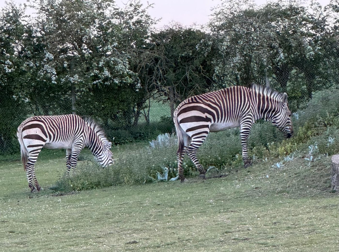 Two zebras grazing on a grassy slope